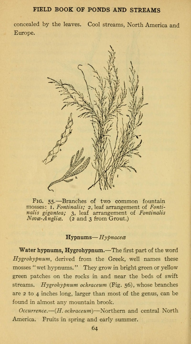 New England Fontinalis Moss