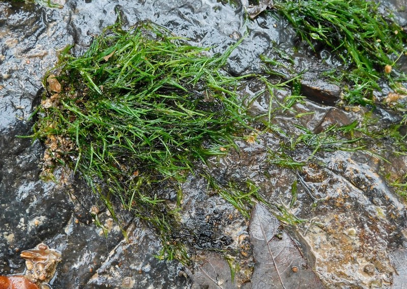 New England Fontinalis Moss