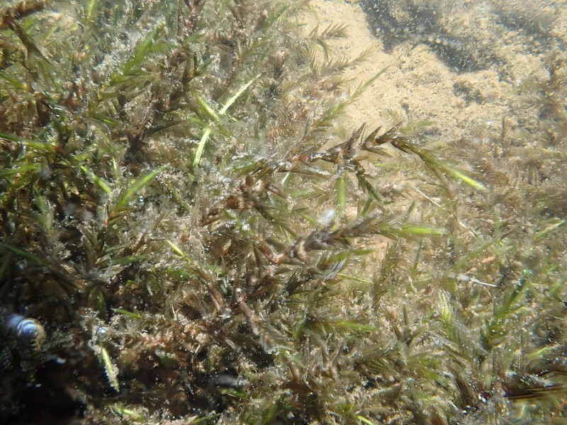 New England Fontinalis Moss photo 2