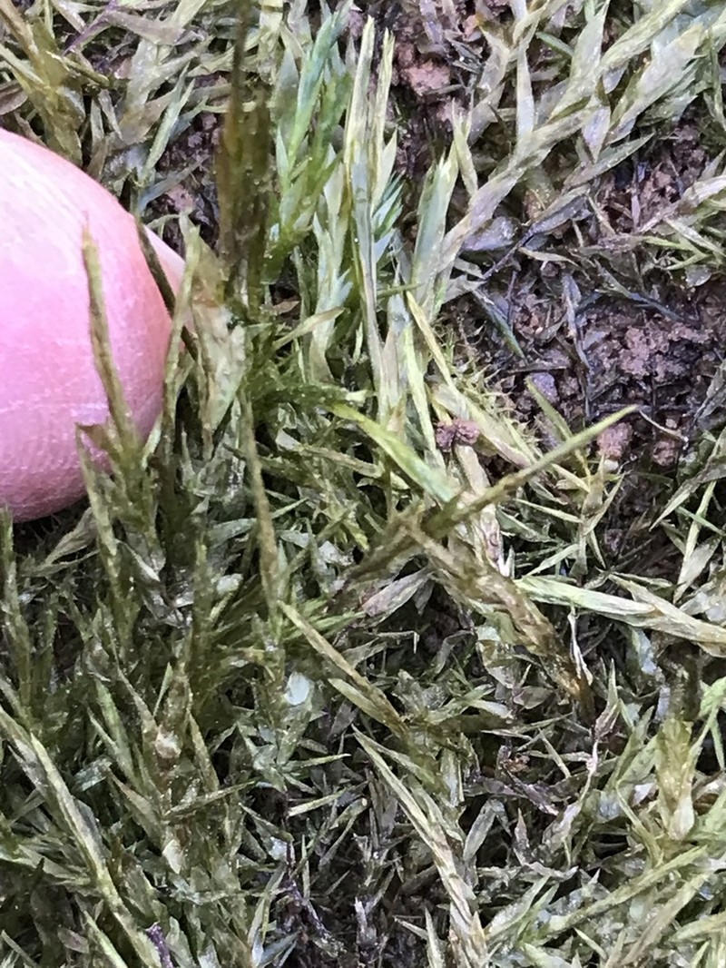 New England Fontinalis Moss photo 3