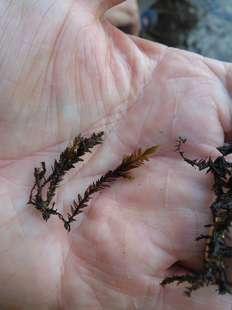 New England Fontinalis Moss photo 4