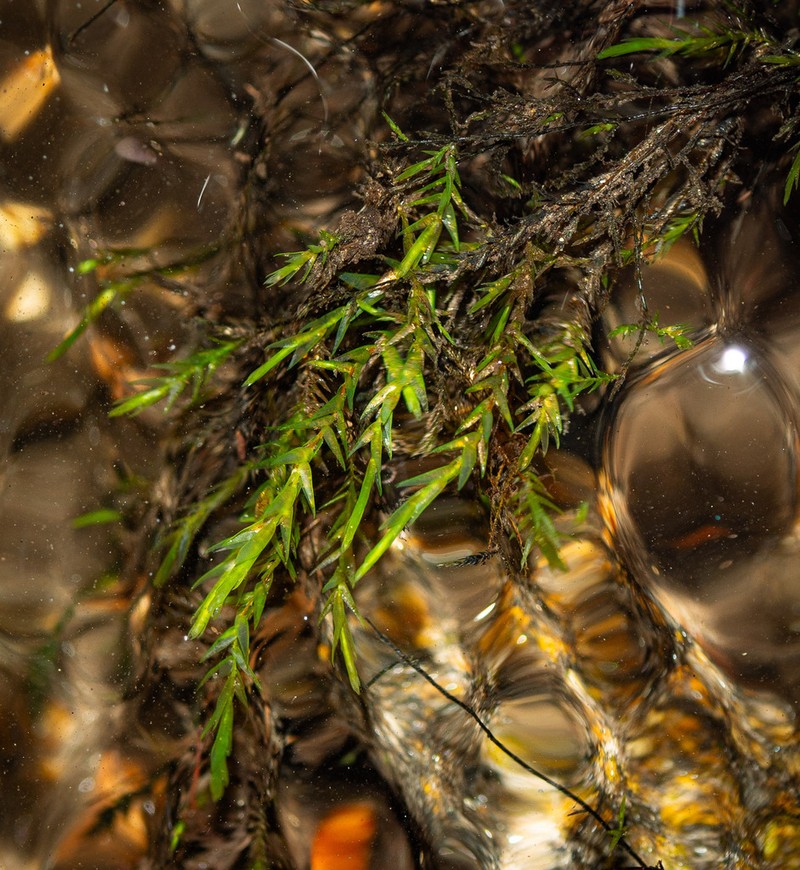 New England Fontinalis Moss photo 5