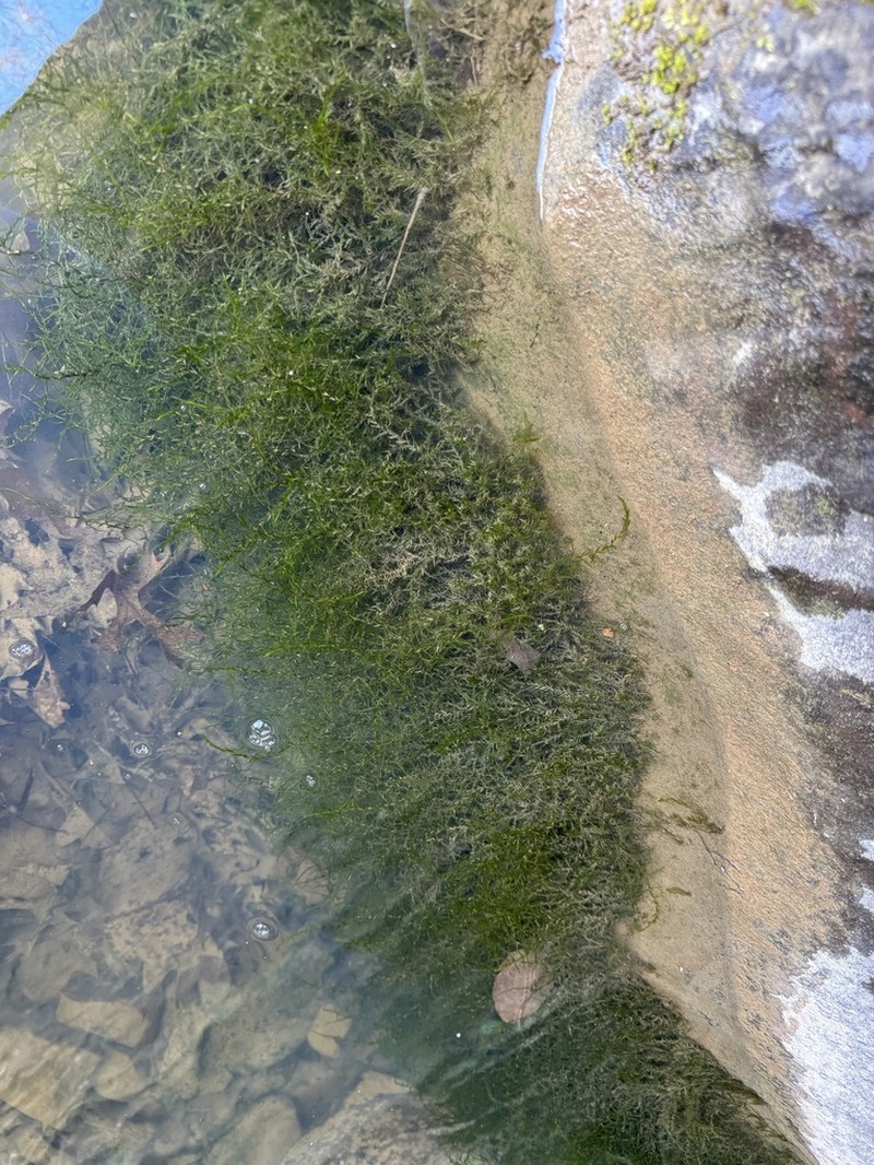 New England Fontinalis Moss photo 6
