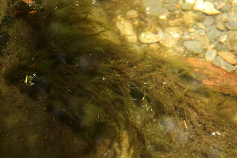 New England Fontinalis Moss photo 7