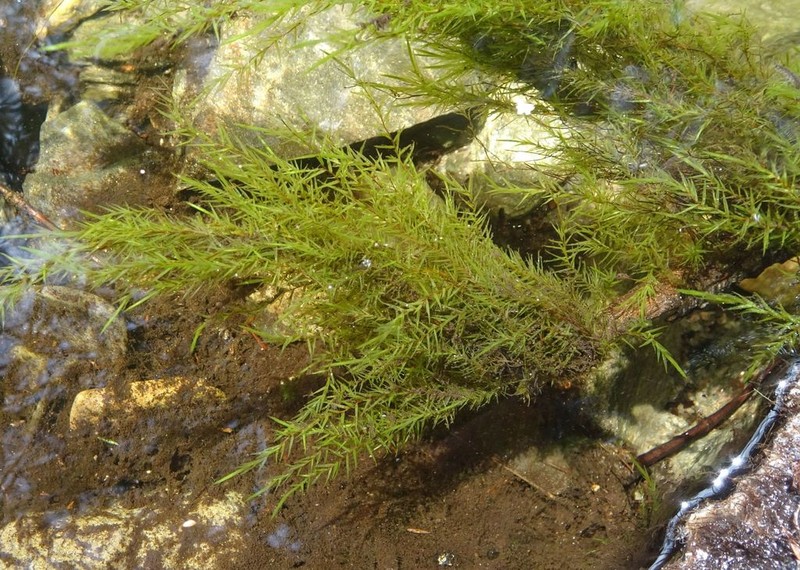 New England Fontinalis Moss photo 8