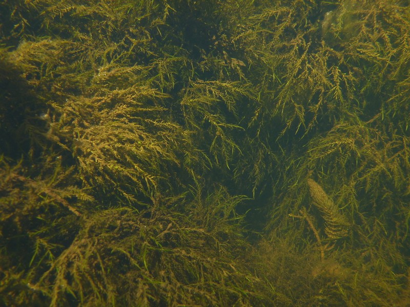 Fontinalis Moss