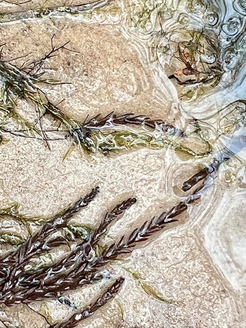 Fontinalis Moss photo 2