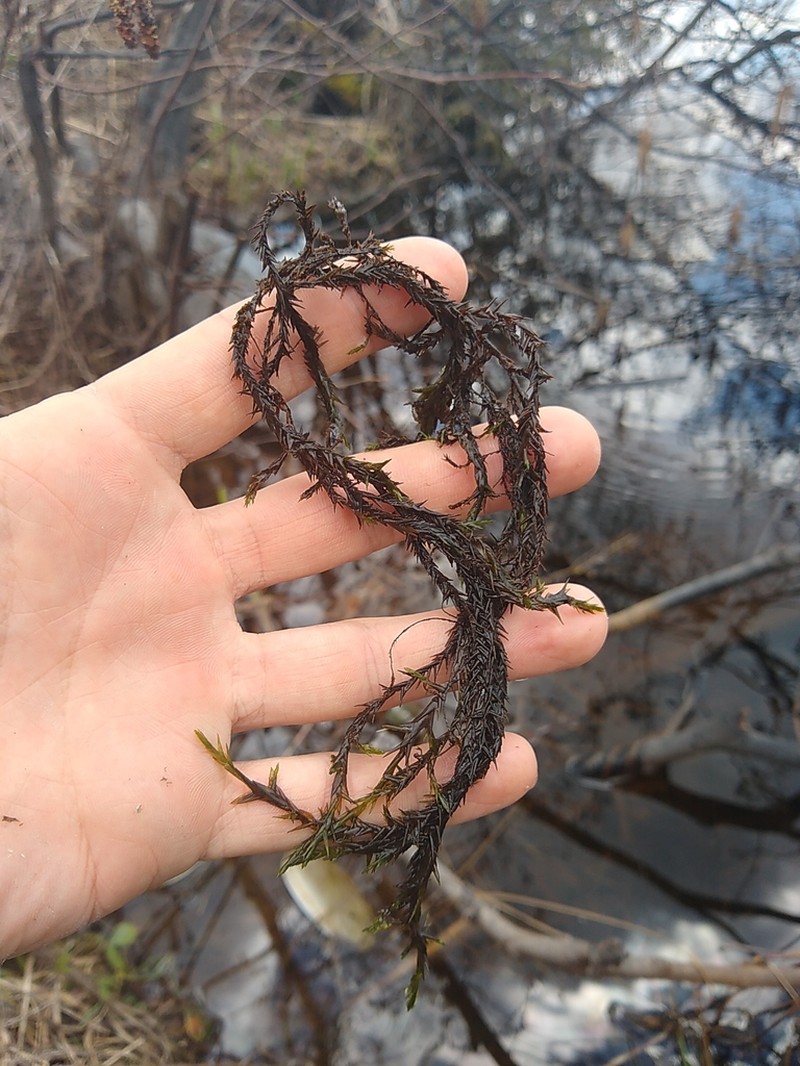 Fontinalis Moss photo 3