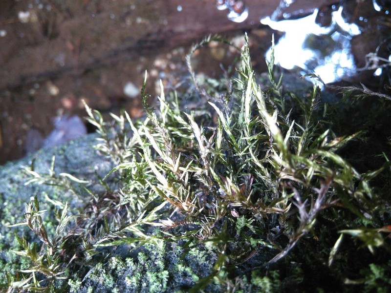 Fontinalis Moss photo 4