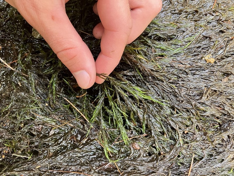 Fontinalis Moss photo 5