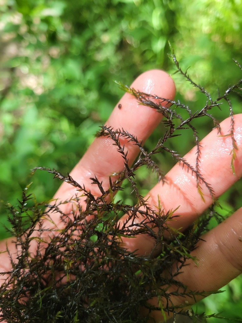 Fontinalis Moss photo 6