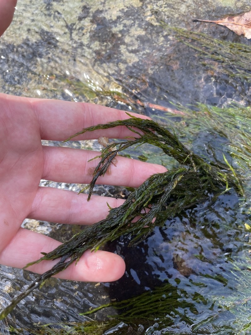 Fontinalis Moss photo 7