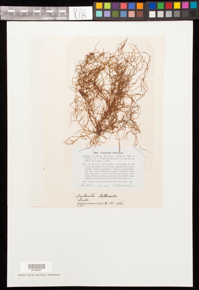 Sullivant's Fontinalis Moss