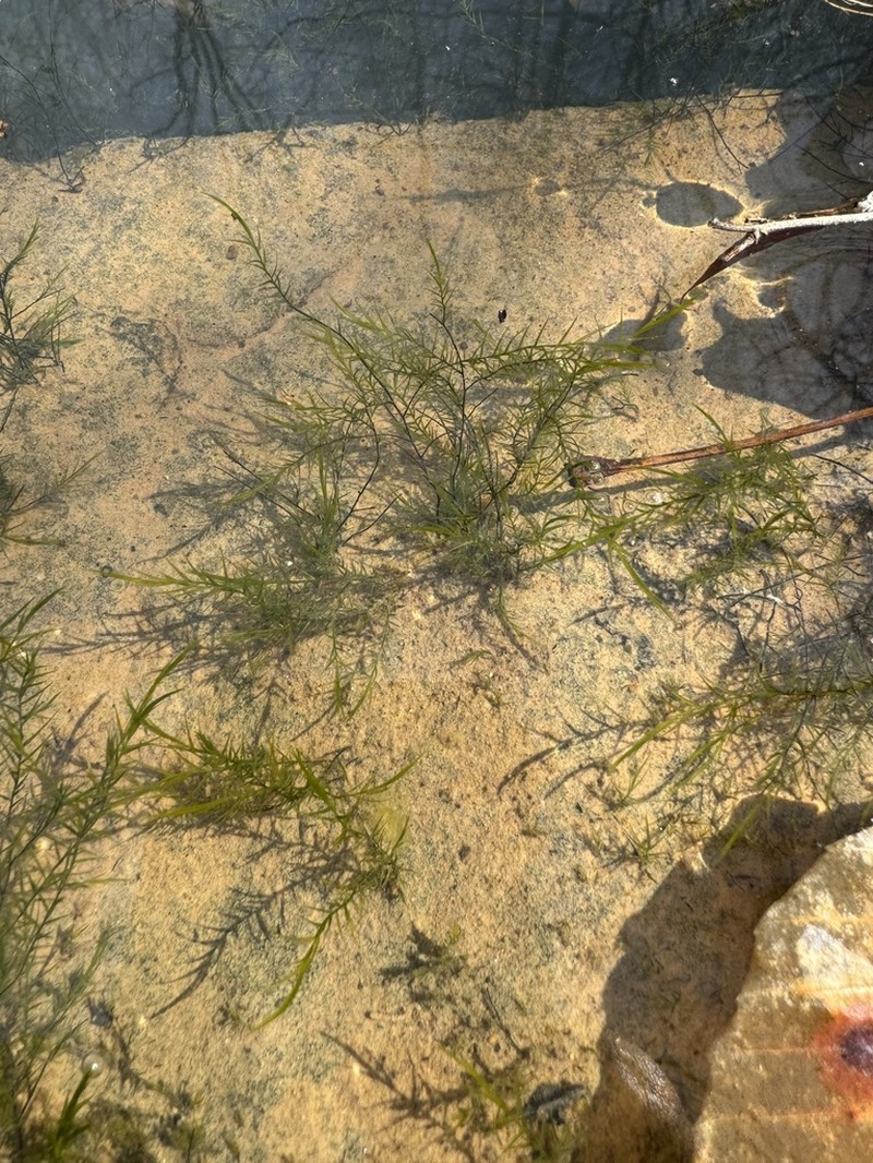 Sullivant's Fontinalis Moss