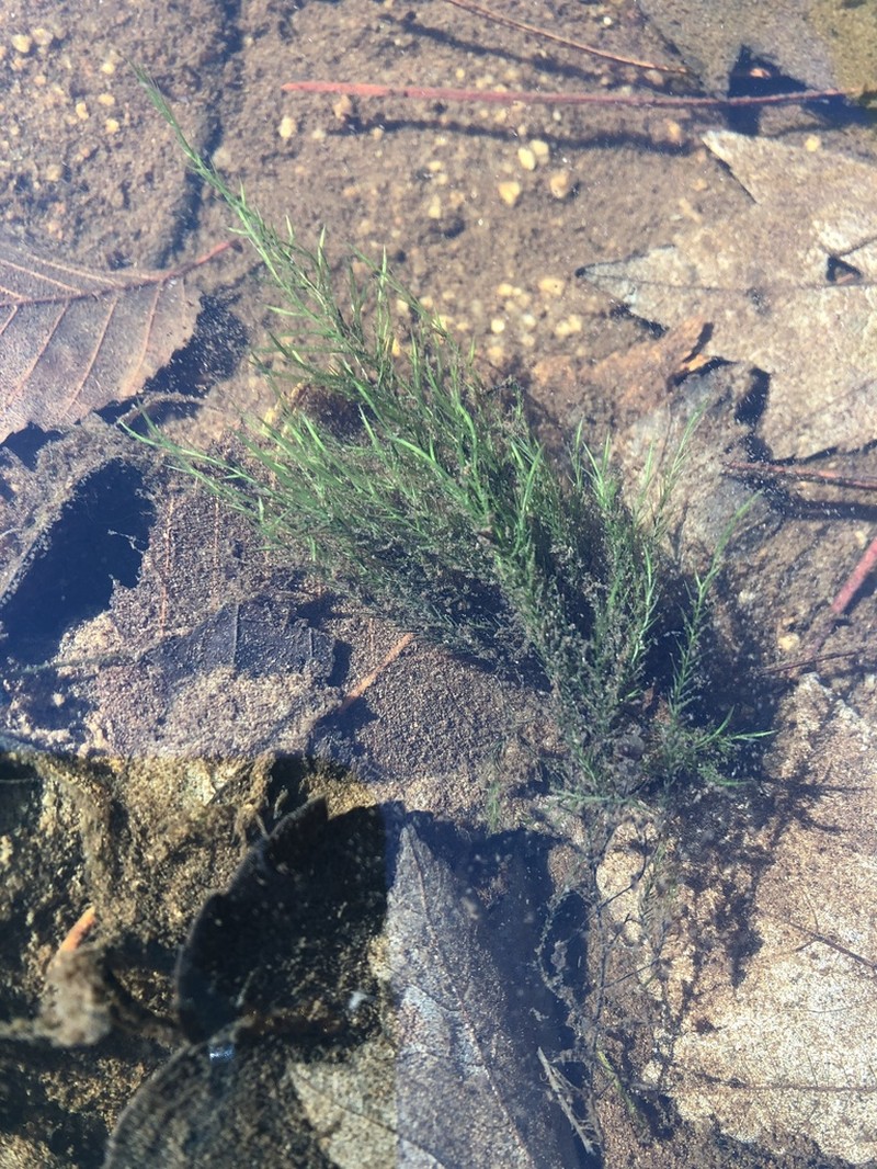 Sullivant's Fontinalis Moss photo 2