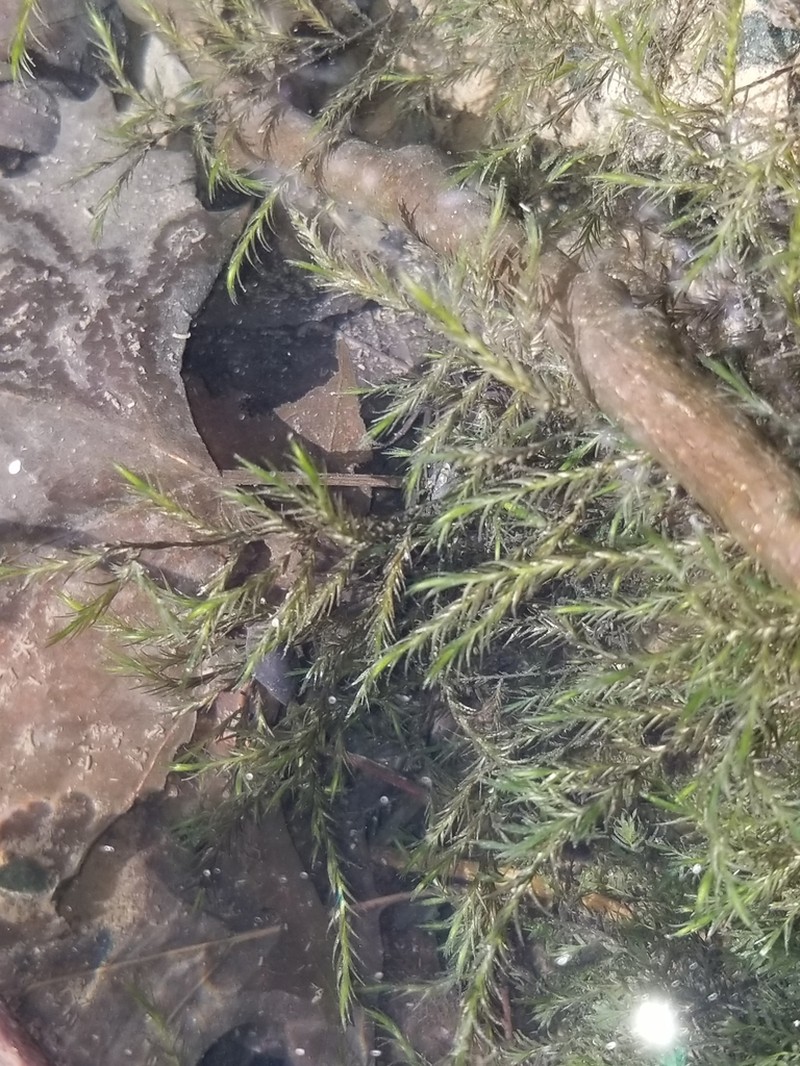 Sullivant's Fontinalis Moss photo 3