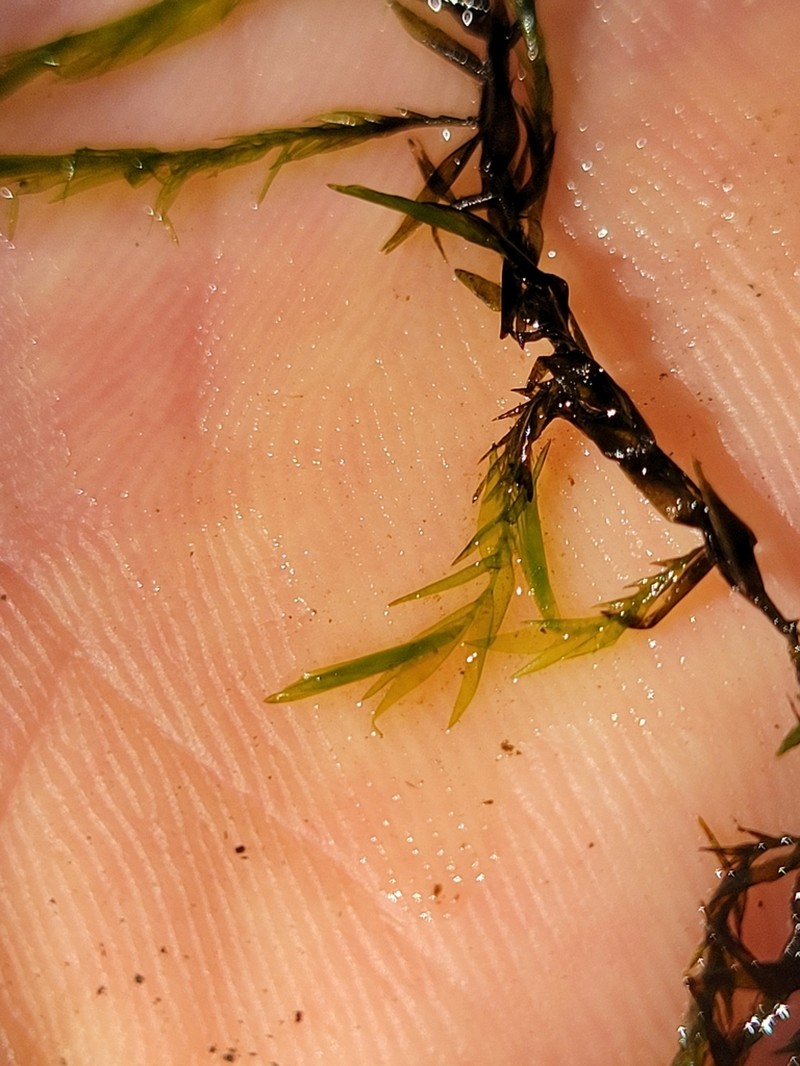 Sullivant's Fontinalis Moss photo 4