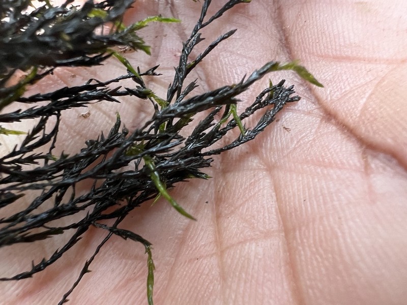 Sullivant's Fontinalis Moss photo 5