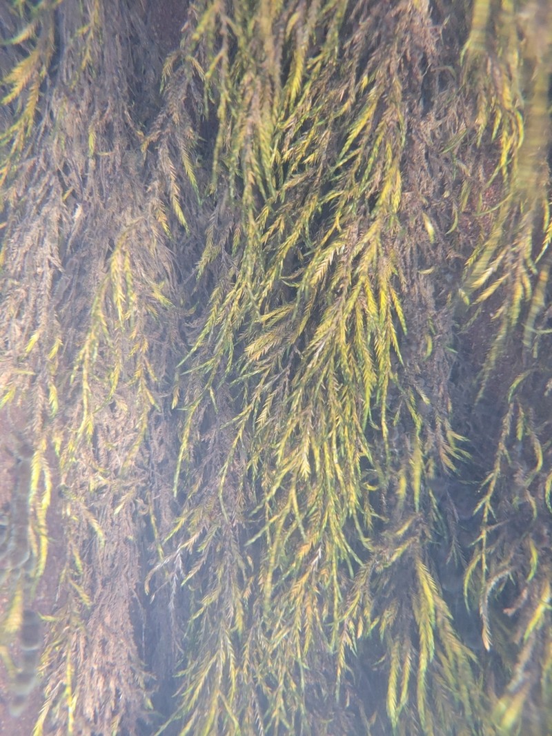 Sullivant's Fontinalis Moss photo 6