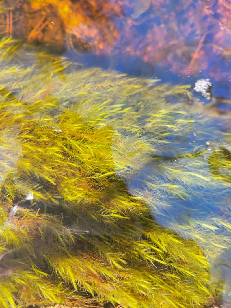 Sullivant's Fontinalis Moss photo 7