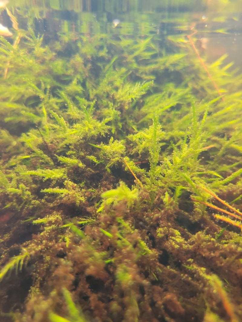 Sullivant's Fontinalis Moss photo 8