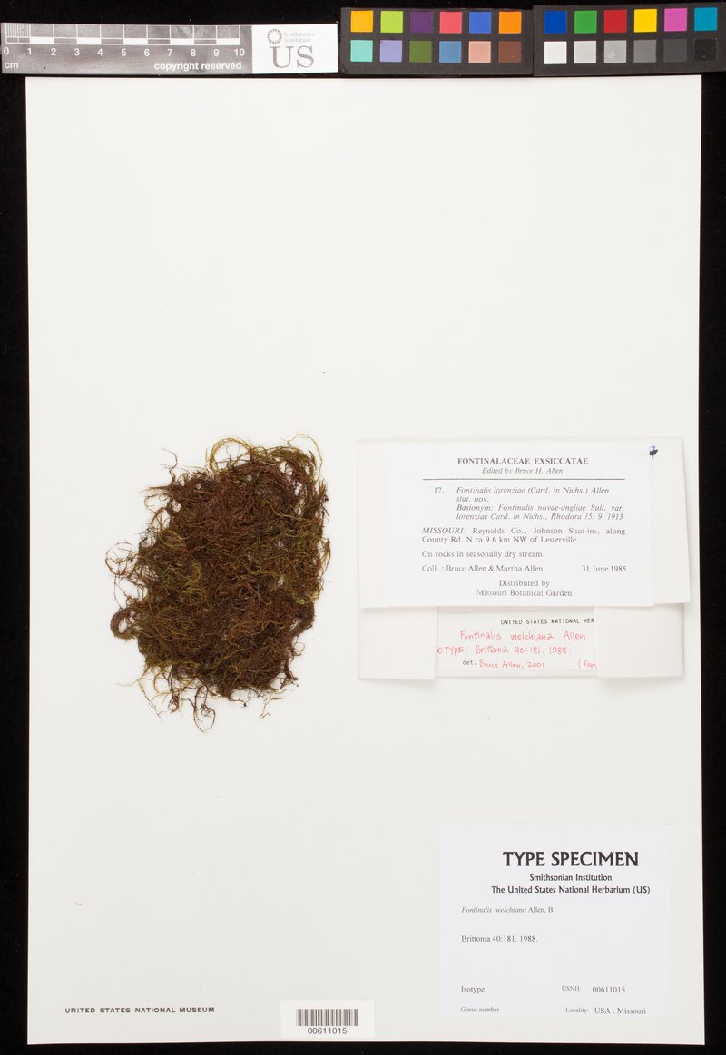 Welch's Fontinalis Moss