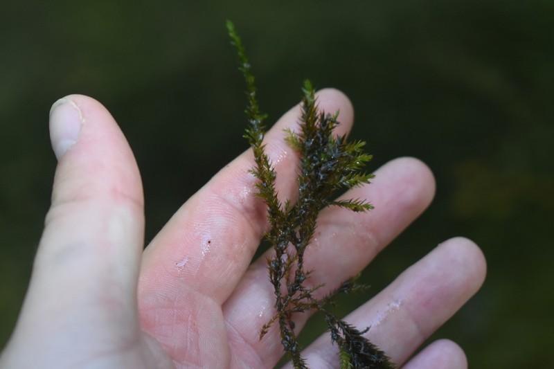 Welch's Fontinalis Moss