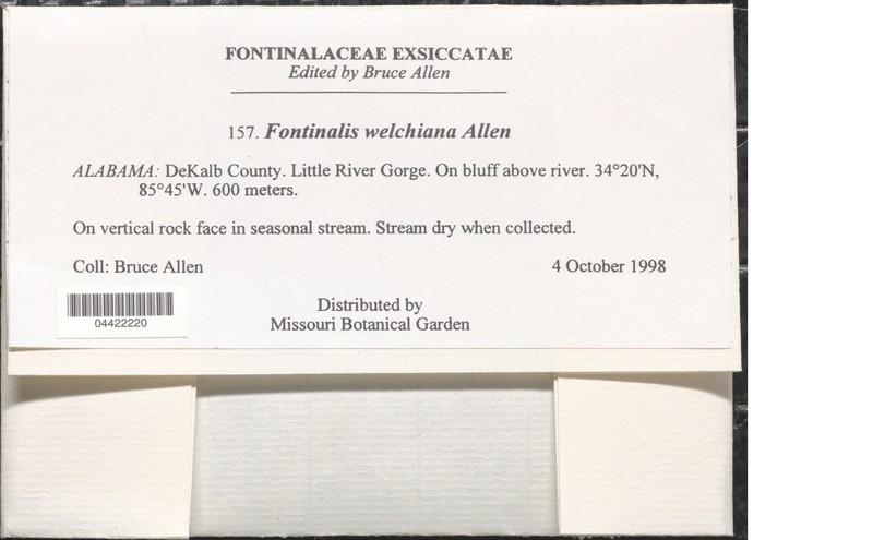 Welch's Fontinalis Moss photo 3