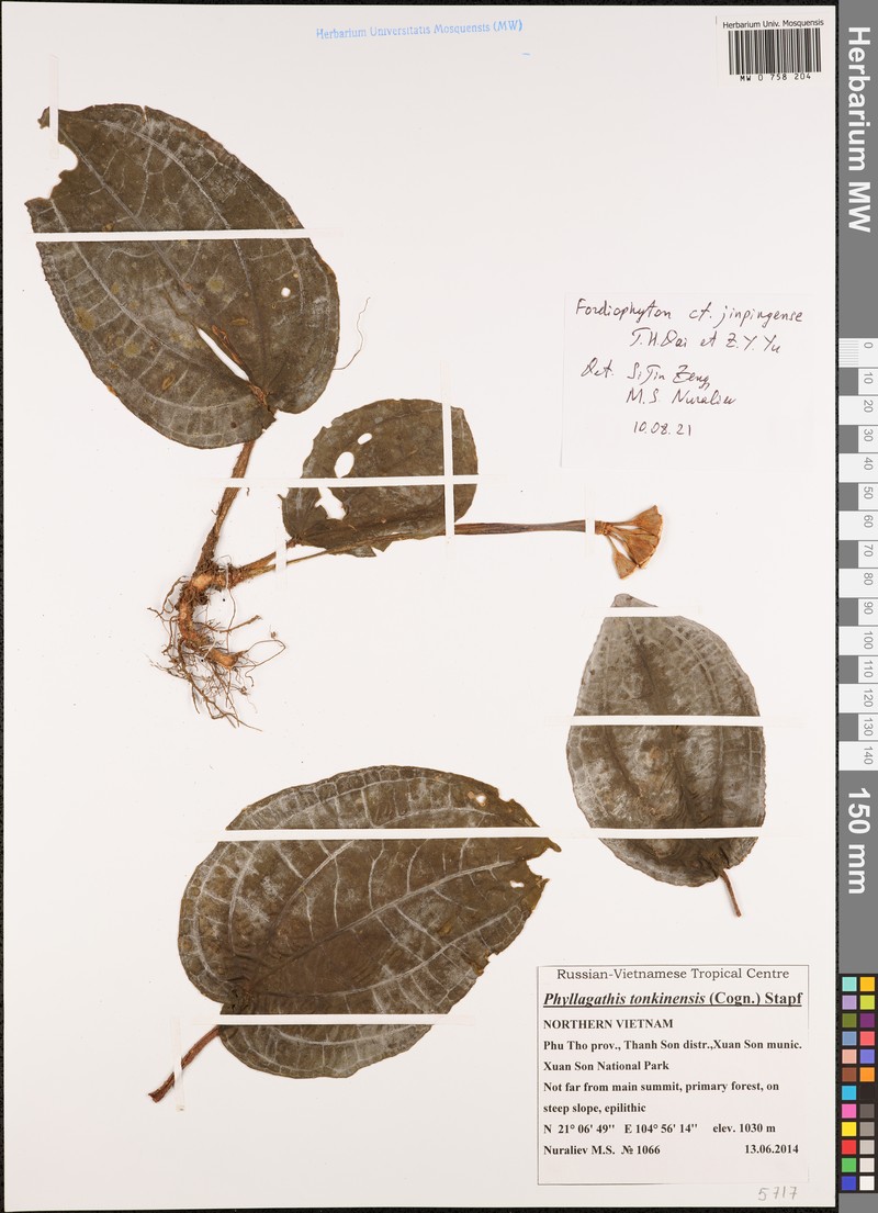 Fordiophyton jinpingense