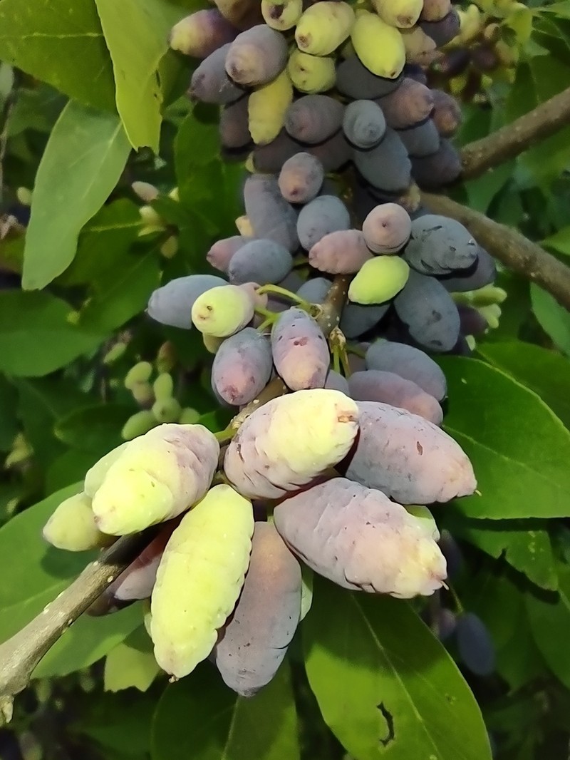 Eastern Swampprivet
