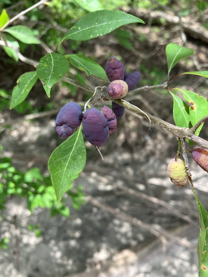 Eastern Swampprivet photo 2
