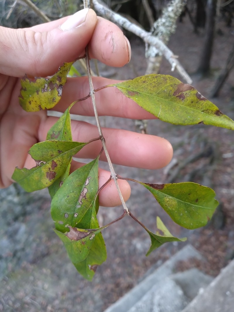 Eastern Swampprivet photo 3
