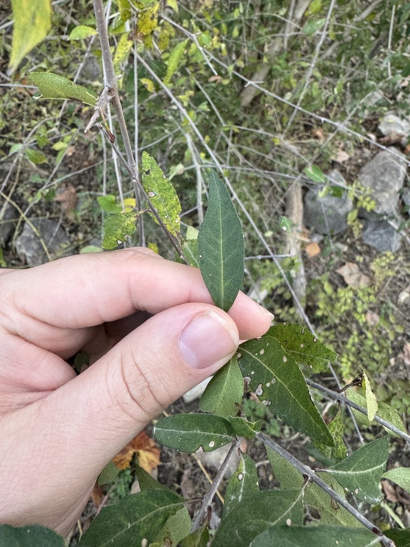 Eastern Swampprivet photo 4