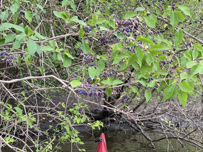 Eastern Swampprivet photo 5