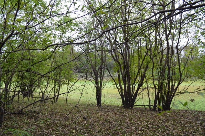 Eastern Swampprivet photo 6