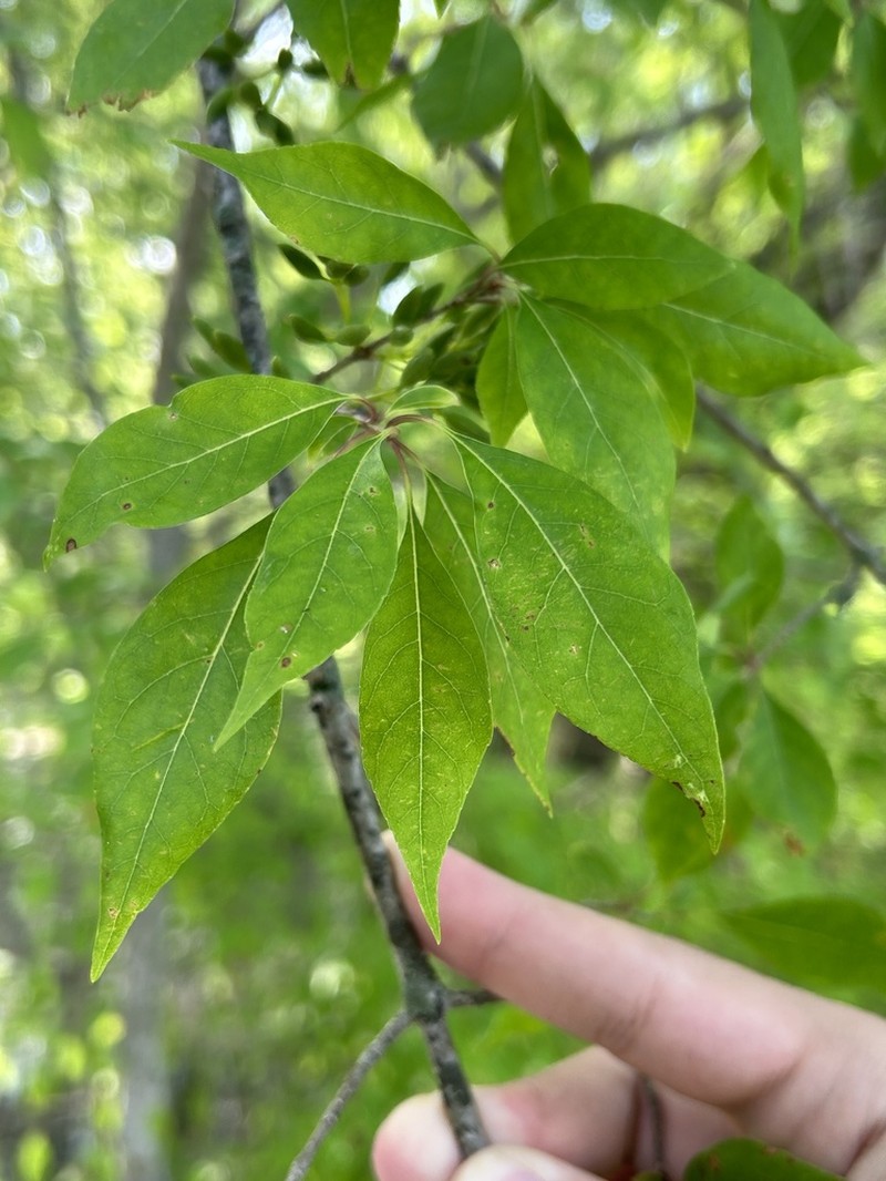 Eastern Swampprivet photo 7