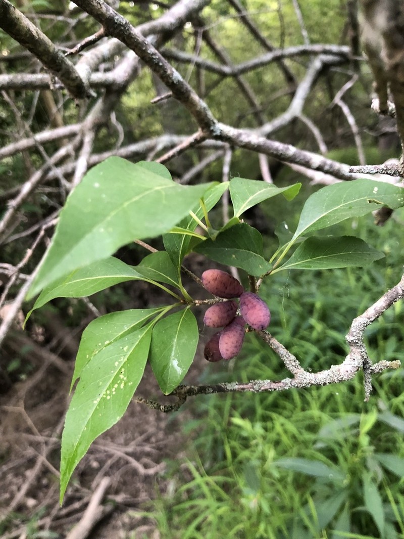 Eastern Swampprivet photo 8