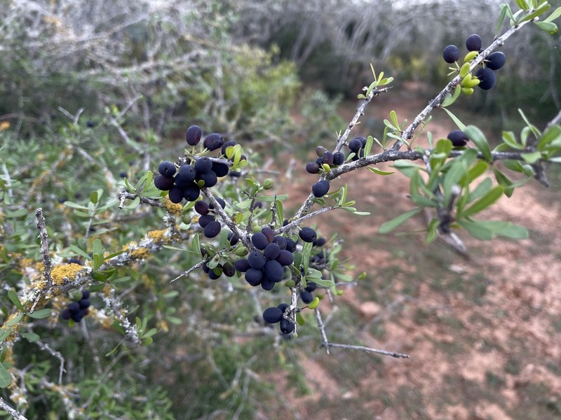 Texas Swampprivet photo 2