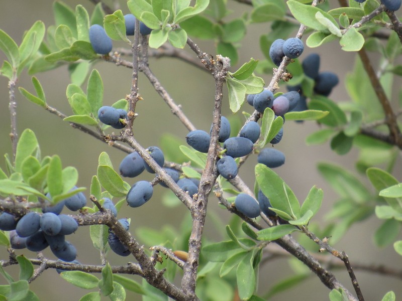 Texas Swampprivet photo 3