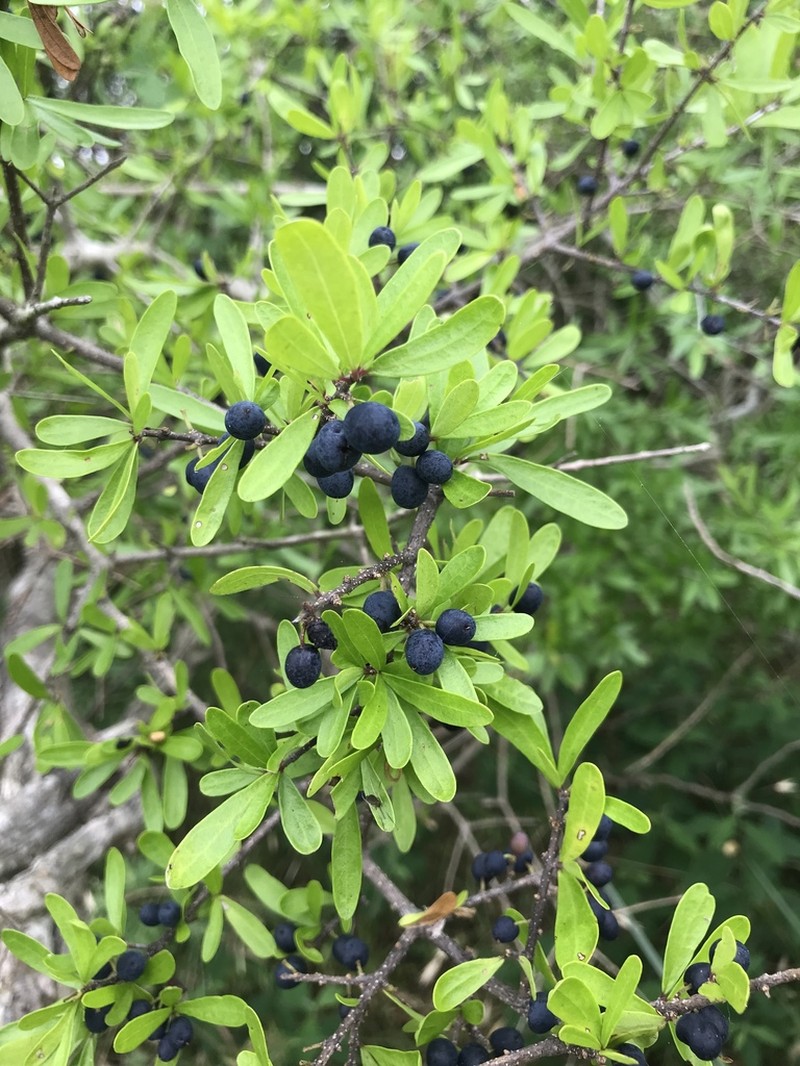 Texas Swampprivet photo 4