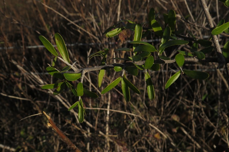 Texas Swampprivet photo 6
