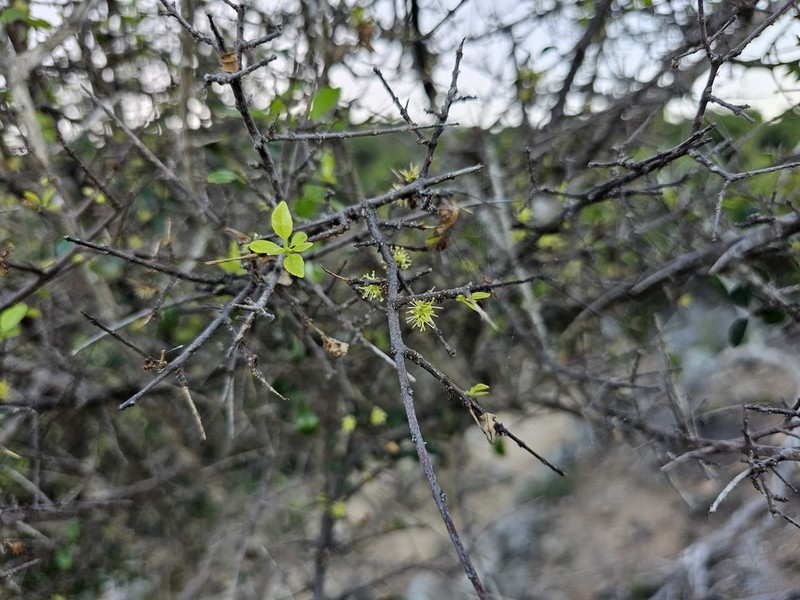 Inkbush