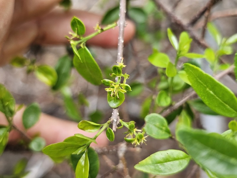 Inkbush photo 2