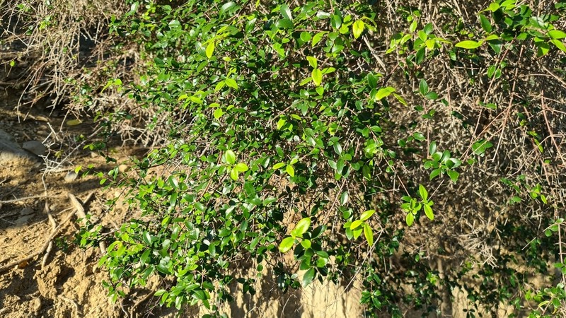 Inkbush photo 3