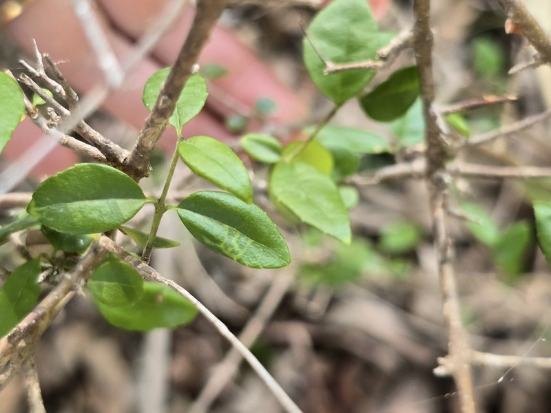Inkbush photo 4