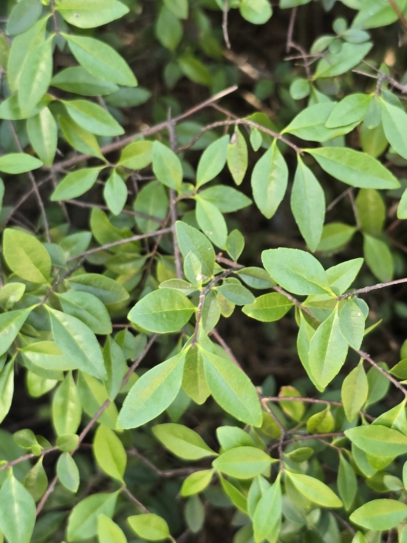 Inkbush photo 5