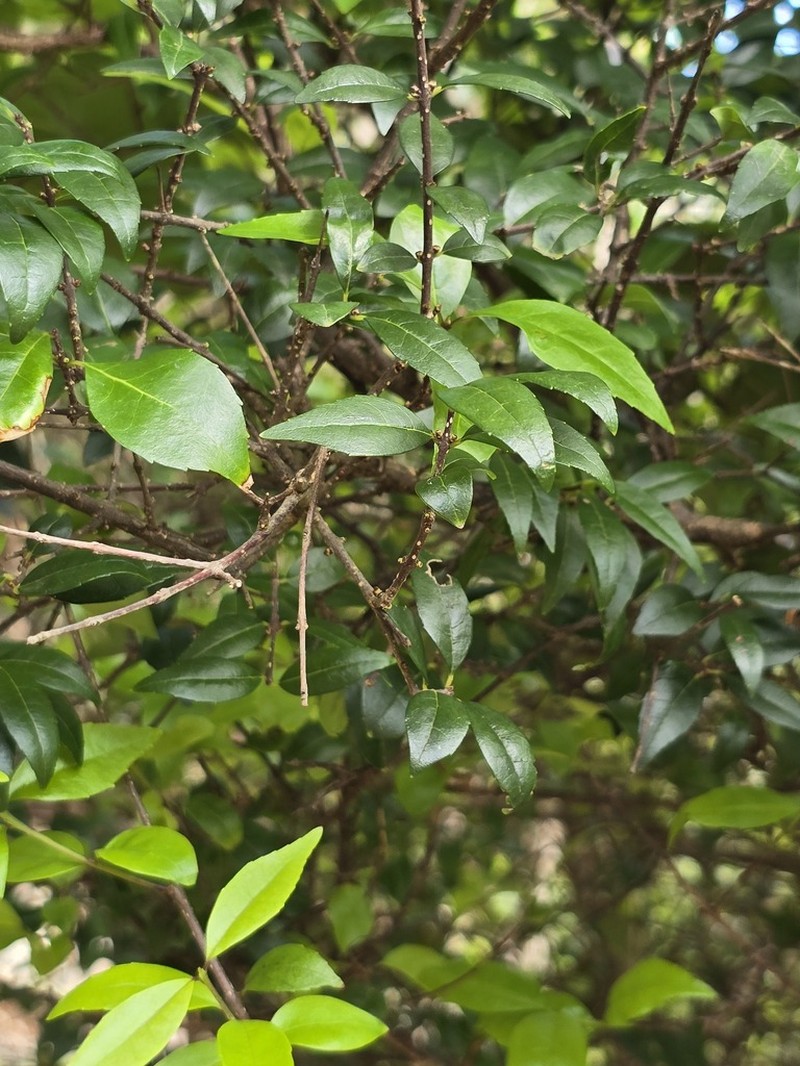 Inkbush photo 6