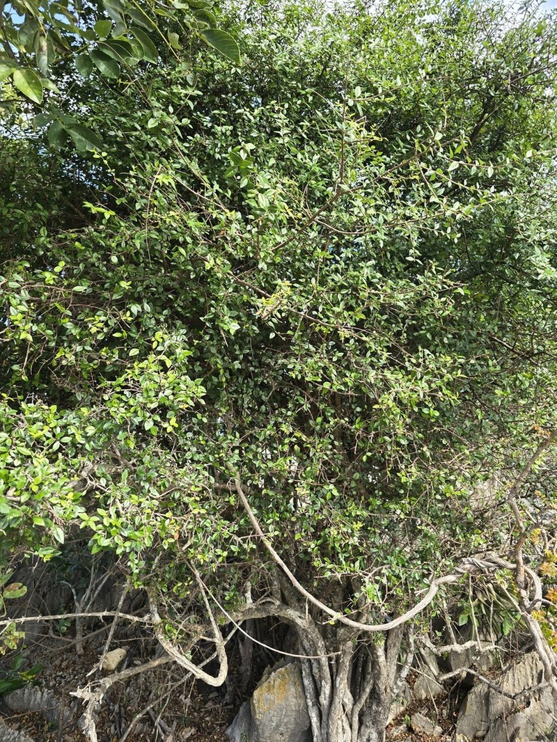 Inkbush photo 8