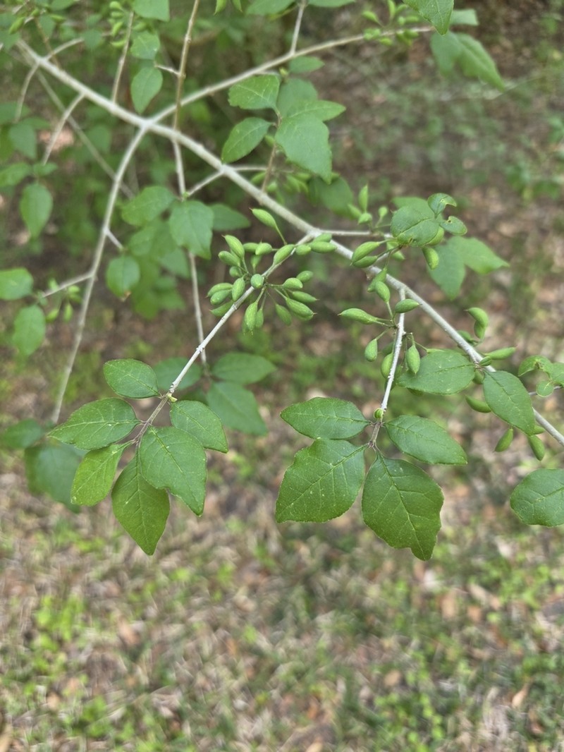Godfrey's Swampprivet photo 4