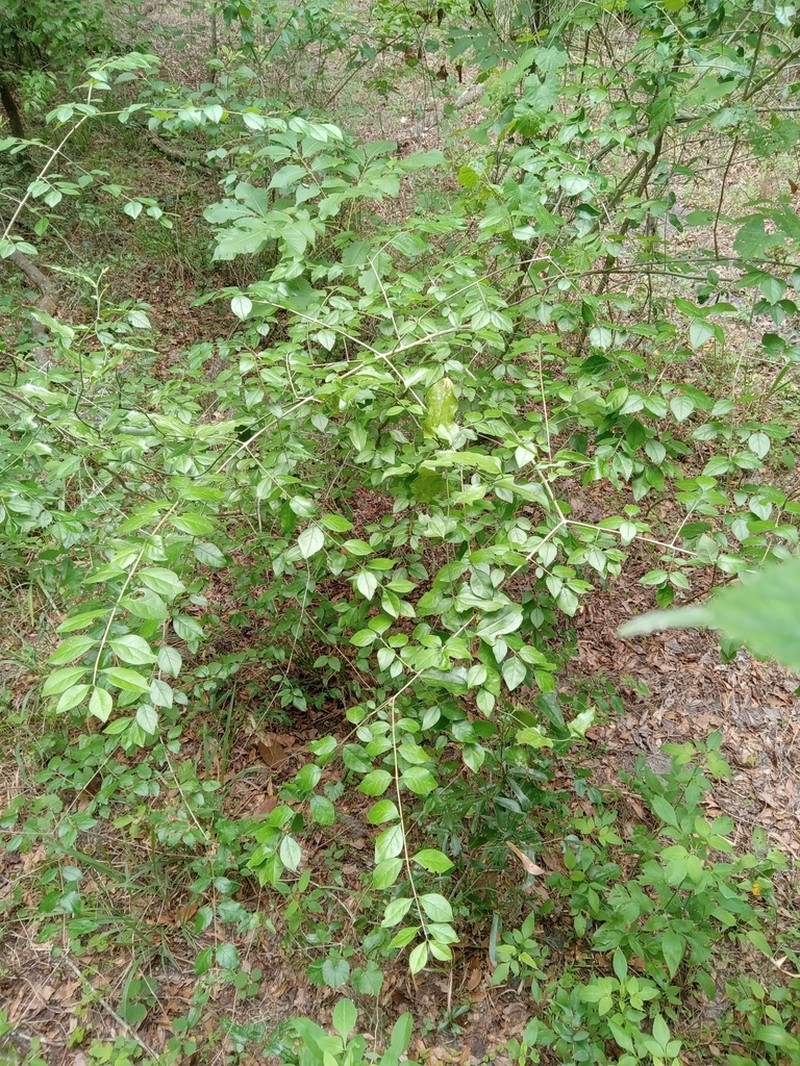 Godfrey's Swampprivet photo 6